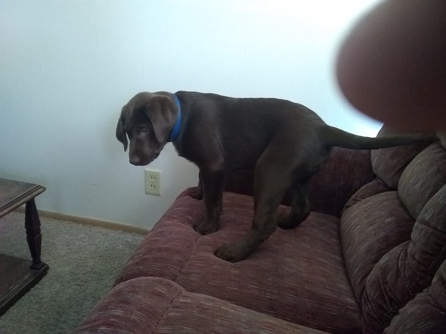 Pet9.jpg